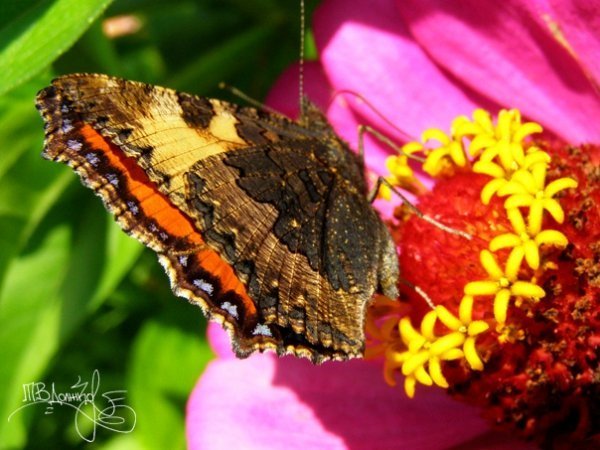 Фотовиставка Тетяни Должко